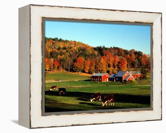 Autumn Colors and Farm Cows, Vermont, USA-Charles Sleicher-Framed Premier Image Canvas