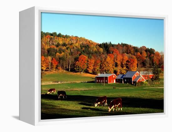 Autumn Colors and Farm Cows, Vermont, USA-Charles Sleicher-Framed Premier Image Canvas