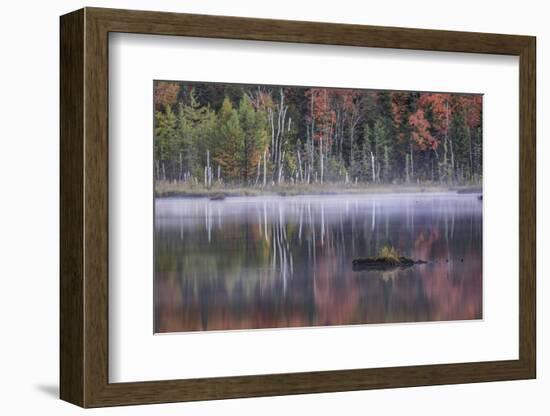 Autumn colors and mist on Council Lake at sunrise, Hiawatha National Forest, Michigan.-Adam Jones-Framed Photographic Print