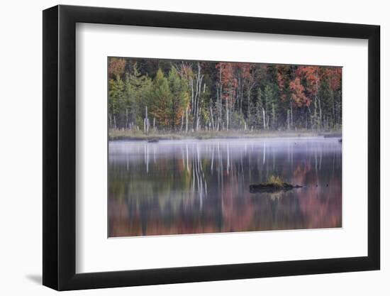 Autumn colors and mist on Council Lake at sunrise, Hiawatha National Forest, Michigan.-Adam Jones-Framed Photographic Print