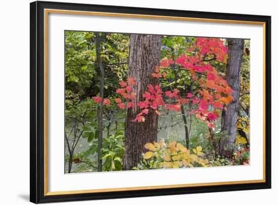 Autumn Colors at Independence State Park in Defiance, Ohio, USA-Chuck Haney-Framed Photographic Print