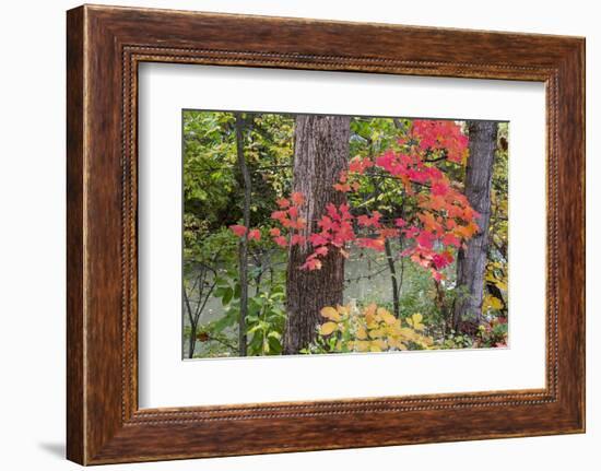 Autumn Colors at Independence State Park in Defiance, Ohio, USA-Chuck Haney-Framed Photographic Print