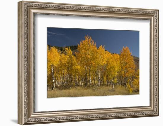 Autumn Colors, Boulder Mountains, Sawtooth National Forest, Idaho, USA-Michel Hersen-Framed Photographic Print