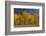 Autumn Colors, Boulder Mountains, Sawtooth National Forest, Idaho, USA-Michel Hersen-Framed Photographic Print