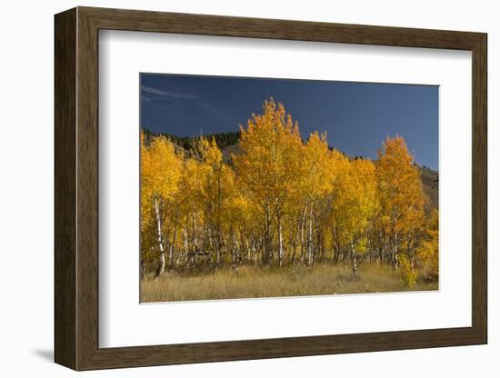 Autumn Colors, Boulder Mountains, Sawtooth National Forest, Idaho, USA-Michel Hersen-Framed Photographic Print