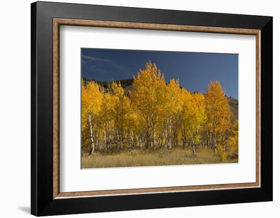 Autumn Colors, Boulder Mountains, Sawtooth National Forest, Idaho, USA-Michel Hersen-Framed Photographic Print