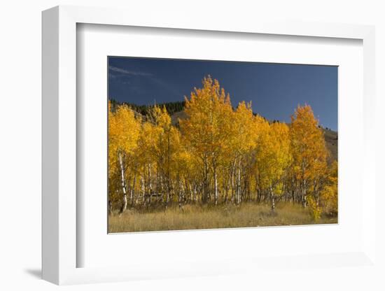 Autumn Colors, Boulder Mountains, Sawtooth National Forest, Idaho, USA-Michel Hersen-Framed Photographic Print