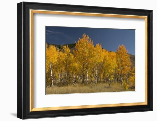 Autumn Colors, Boulder Mountains, Sawtooth National Forest, Idaho, USA-Michel Hersen-Framed Photographic Print