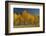 Autumn Colors, Boulder Mountains, Sawtooth National Forest, Idaho, USA-Michel Hersen-Framed Photographic Print