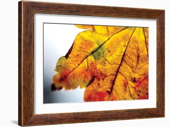 Autumn Colors I-Erin Berzel-Framed Photographic Print