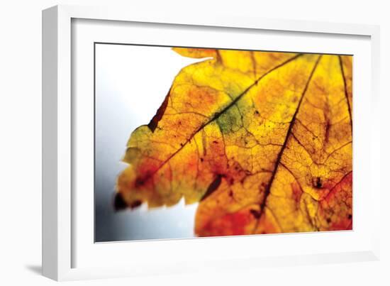 Autumn Colors I-Erin Berzel-Framed Photographic Print