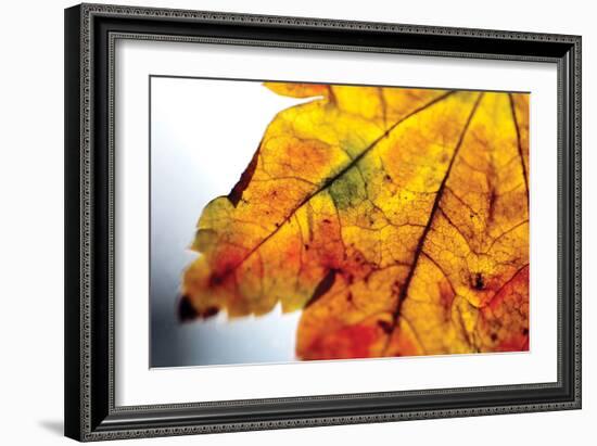 Autumn Colors I-Erin Berzel-Framed Photographic Print