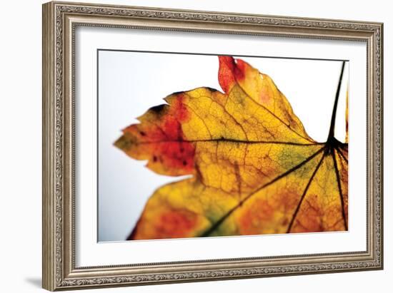 Autumn Colors II-Erin Berzel-Framed Photographic Print