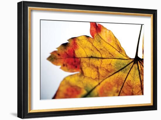 Autumn Colors II-Erin Berzel-Framed Photographic Print