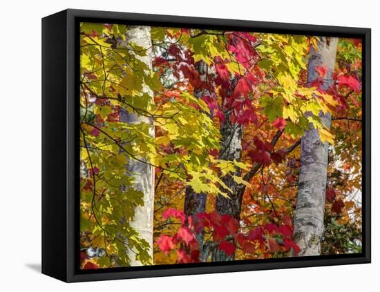 Autumn Colors of Maple Leaves.-Julianne Eggers-Framed Premier Image Canvas