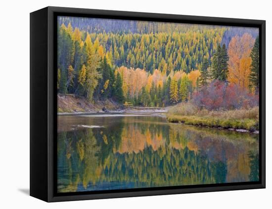 Autumn Colors reflect into McDonald Creek, Glacier National Park, Montana, USA-Chuck Haney-Framed Premier Image Canvas