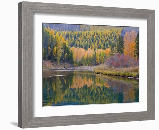 Autumn Colors reflect into McDonald Creek, Glacier National Park, Montana, USA-Chuck Haney-Framed Photographic Print