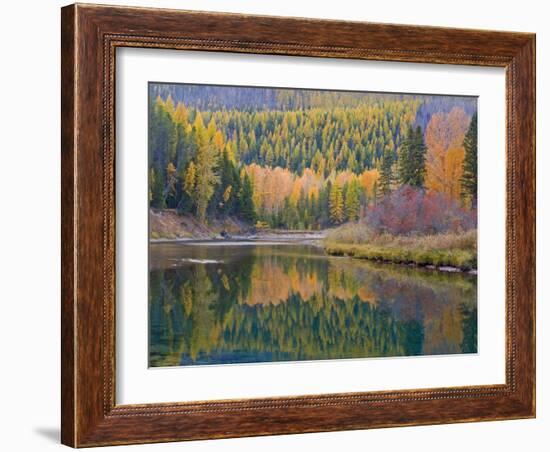 Autumn Colors reflect into McDonald Creek, Glacier National Park, Montana, USA-Chuck Haney-Framed Photographic Print