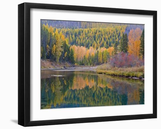 Autumn Colors reflect into McDonald Creek, Glacier National Park, Montana, USA-Chuck Haney-Framed Photographic Print