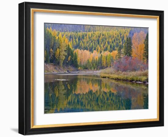 Autumn Colors reflect into McDonald Creek, Glacier National Park, Montana, USA-Chuck Haney-Framed Photographic Print