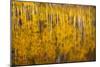 Autumn Colors Reflect Upon A Lake In Telluride, CO-Dan Holz-Mounted Photographic Print
