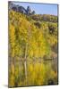 Autumn Colors Reflect Upon A Lake In Telluride, CO-Dan Holz-Mounted Photographic Print