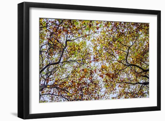 Autumn Colors-SD Smart-Framed Photographic Print