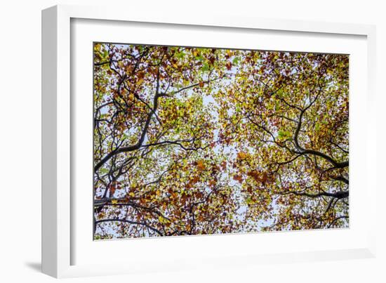 Autumn Colors-SD Smart-Framed Photographic Print