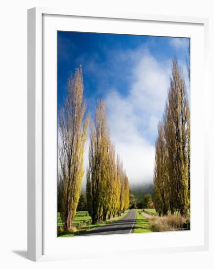 Autumn Colour and Wanganui, Raetihi Road, near Wanganui, North Island, New Zealand-David Wall-Framed Photographic Print