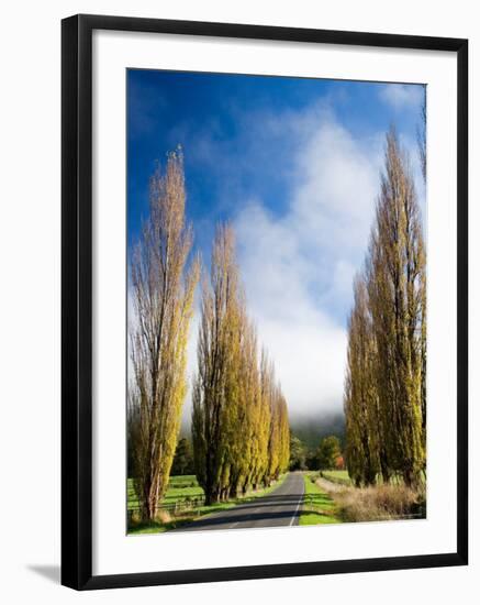 Autumn Colour and Wanganui, Raetihi Road, near Wanganui, North Island, New Zealand-David Wall-Framed Photographic Print