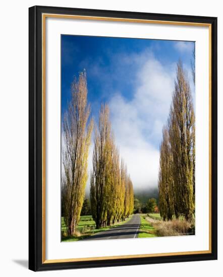 Autumn Colour and Wanganui, Raetihi Road, near Wanganui, North Island, New Zealand-David Wall-Framed Photographic Print