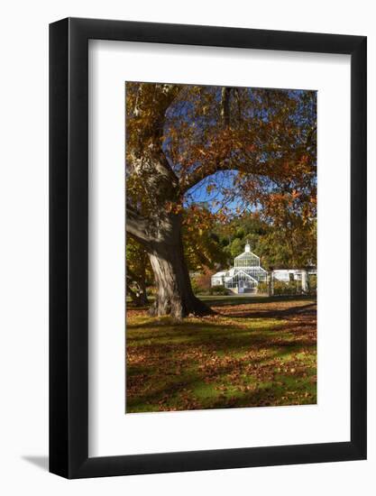 Autumn Colour, Botanic Gardens, Dunedin, Otago, South Island, New Zealand-David Wall-Framed Photographic Print