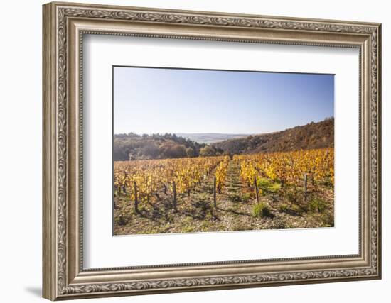 Autumn Colour in the Vineyards of Irancy, Yonne, Burgundy, France, Europe-Julian Elliott-Framed Photographic Print