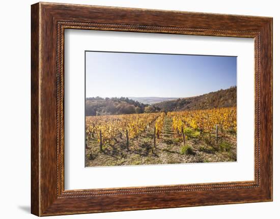 Autumn Colour in the Vineyards of Irancy, Yonne, Burgundy, France, Europe-Julian Elliott-Framed Photographic Print