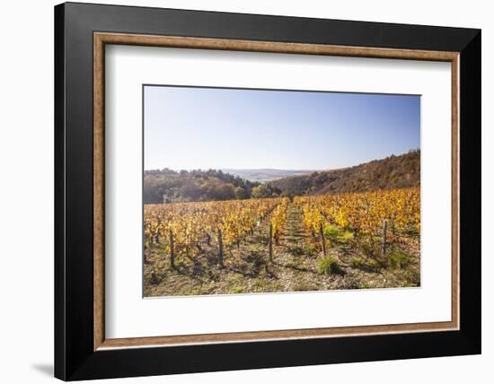 Autumn Colour in the Vineyards of Irancy, Yonne, Burgundy, France, Europe-Julian Elliott-Framed Photographic Print