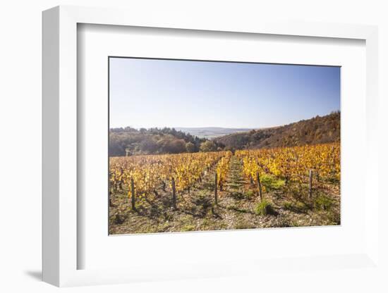 Autumn Colour in the Vineyards of Irancy, Yonne, Burgundy, France, Europe-Julian Elliott-Framed Photographic Print