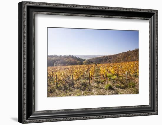 Autumn Colour in the Vineyards of Irancy, Yonne, Burgundy, France, Europe-Julian Elliott-Framed Photographic Print