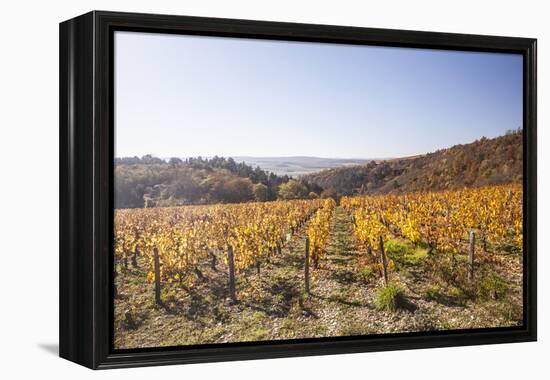 Autumn Colour in the Vineyards of Irancy, Yonne, Burgundy, France, Europe-Julian Elliott-Framed Premier Image Canvas