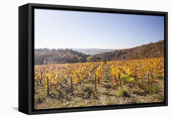 Autumn Colour in the Vineyards of Irancy, Yonne, Burgundy, France, Europe-Julian Elliott-Framed Premier Image Canvas