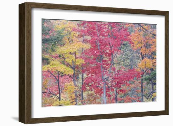 Autumn Colour Maple Woodlands-null-Framed Photographic Print