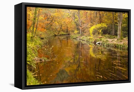 Autumn Colours around the River Teign and Hannicombe Wood Near to Fingle Bridge-Julian Elliott-Framed Premier Image Canvas