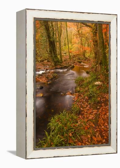 Autumn Colours around the River Teign and Hannicombe Wood Near to Fingle Bridge-Julian Elliott-Framed Premier Image Canvas