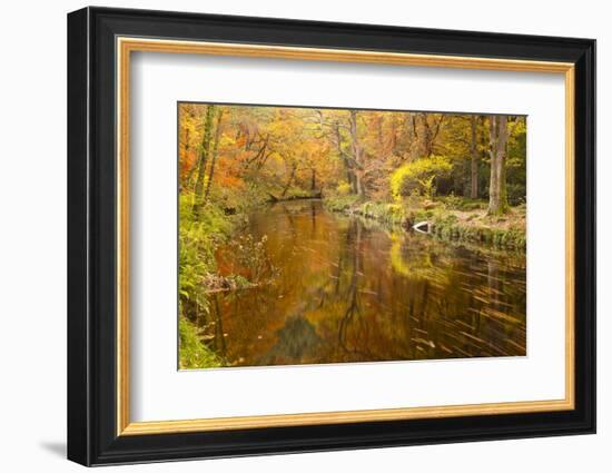 Autumn Colours around the River Teign and Hannicombe Wood Near to Fingle Bridge-Julian Elliott-Framed Photographic Print