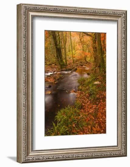 Autumn Colours around the River Teign and Hannicombe Wood Near to Fingle Bridge-Julian Elliott-Framed Photographic Print