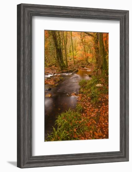 Autumn Colours around the River Teign and Hannicombe Wood Near to Fingle Bridge-Julian Elliott-Framed Photographic Print