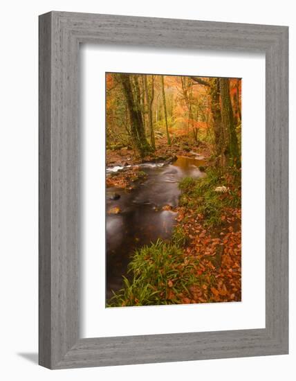 Autumn Colours around the River Teign and Hannicombe Wood Near to Fingle Bridge-Julian Elliott-Framed Photographic Print