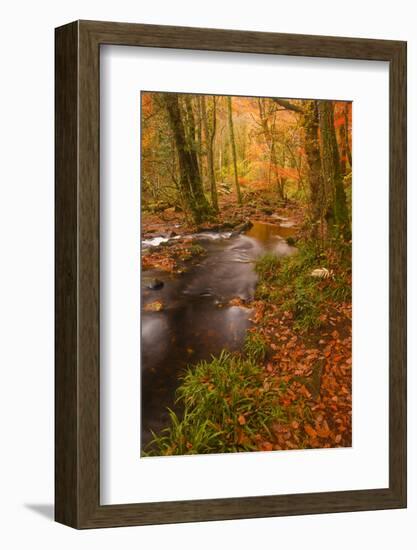 Autumn Colours around the River Teign and Hannicombe Wood Near to Fingle Bridge-Julian Elliott-Framed Photographic Print