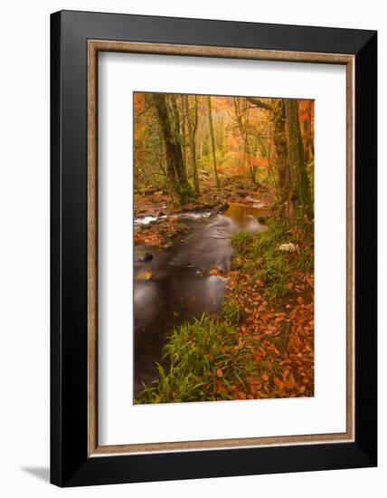 Autumn Colours around the River Teign and Hannicombe Wood Near to Fingle Bridge-Julian Elliott-Framed Photographic Print