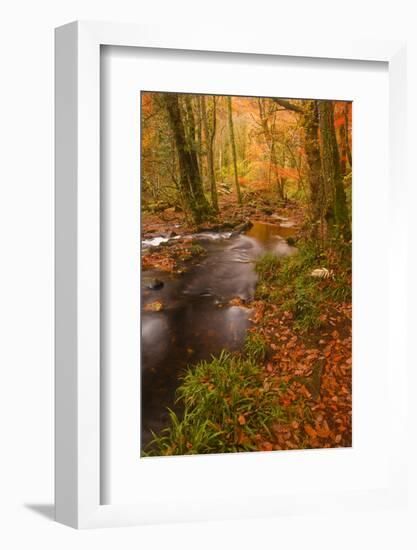Autumn Colours around the River Teign and Hannicombe Wood Near to Fingle Bridge-Julian Elliott-Framed Photographic Print