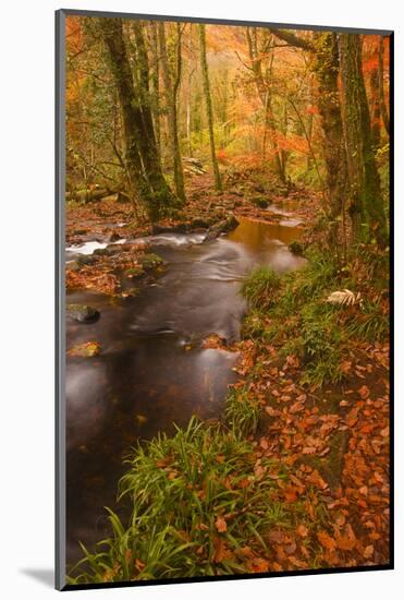 Autumn Colours around the River Teign and Hannicombe Wood Near to Fingle Bridge-Julian Elliott-Mounted Photographic Print